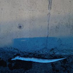 今年初タチウオ