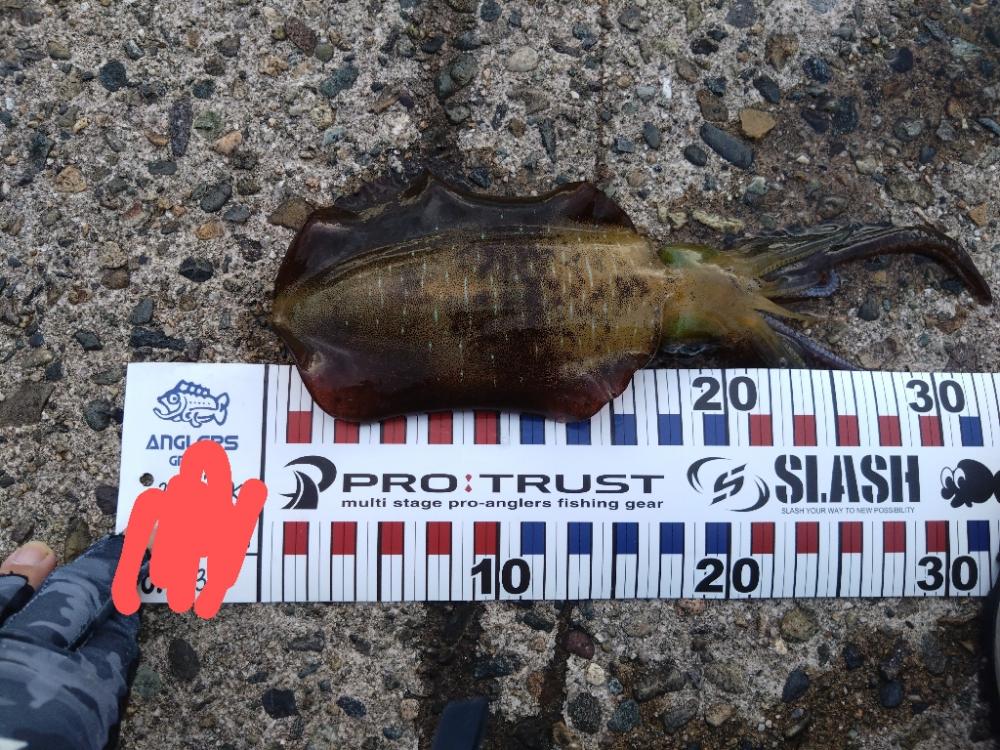 沖漬けが食べたくなって