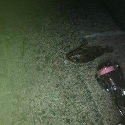 久しぶりの投稿