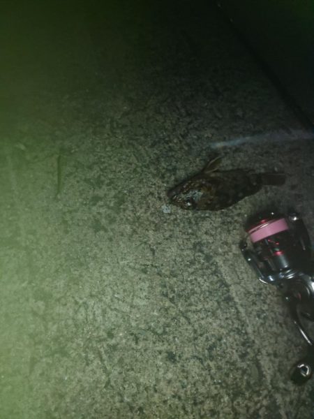 久しぶりの投稿