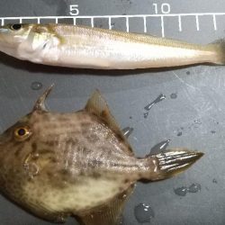 久しぶりのキス釣りは…