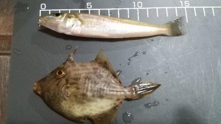 久しぶりのキス釣りは…