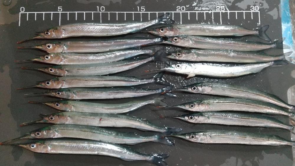 鉛筆サヨリ釣り