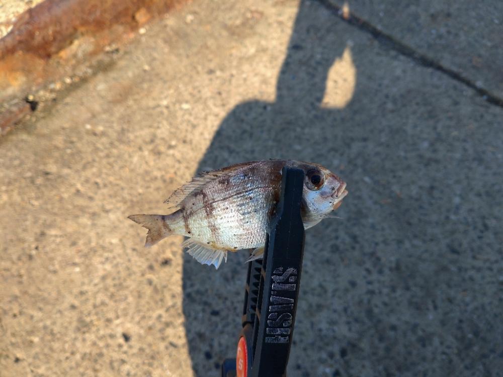 助松埠頭アジング