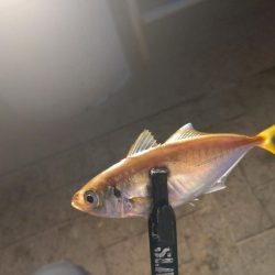 シーサイドコスモ　アジング⇨サヨリング