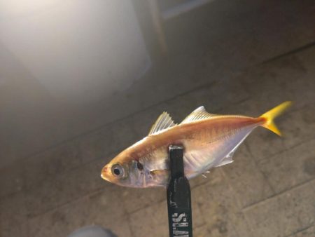 シーサイドコスモ　アジング⇨サヨリング