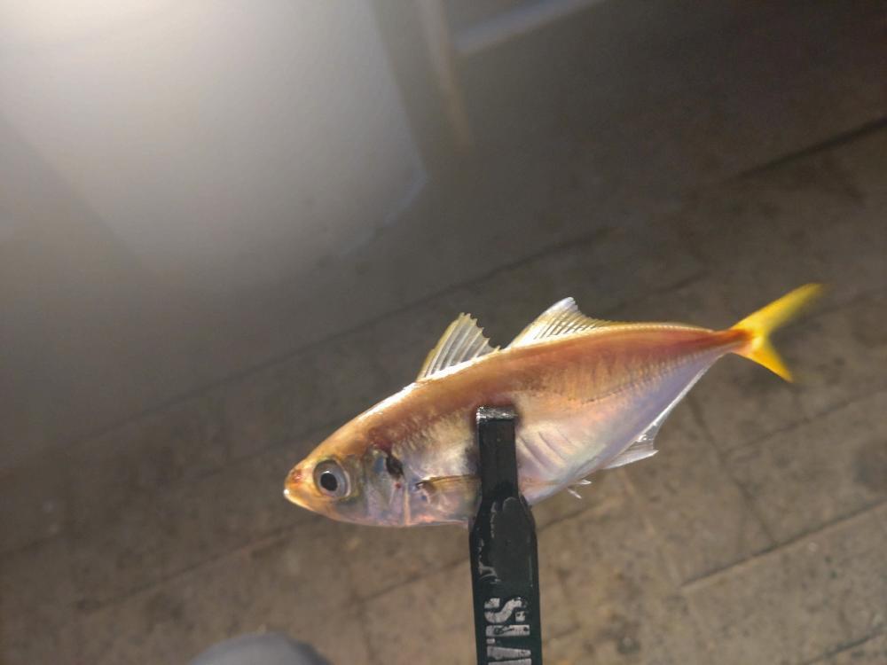 シーサイドコスモ アジング⇨サヨリング