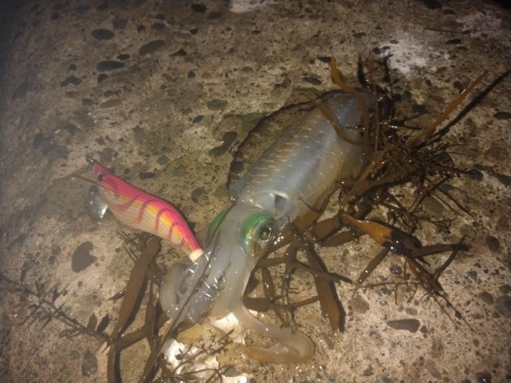 越前海岸テトラエギング