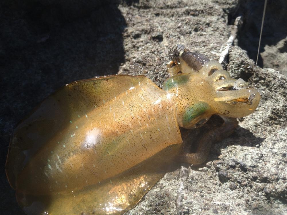 デイ磯エギング