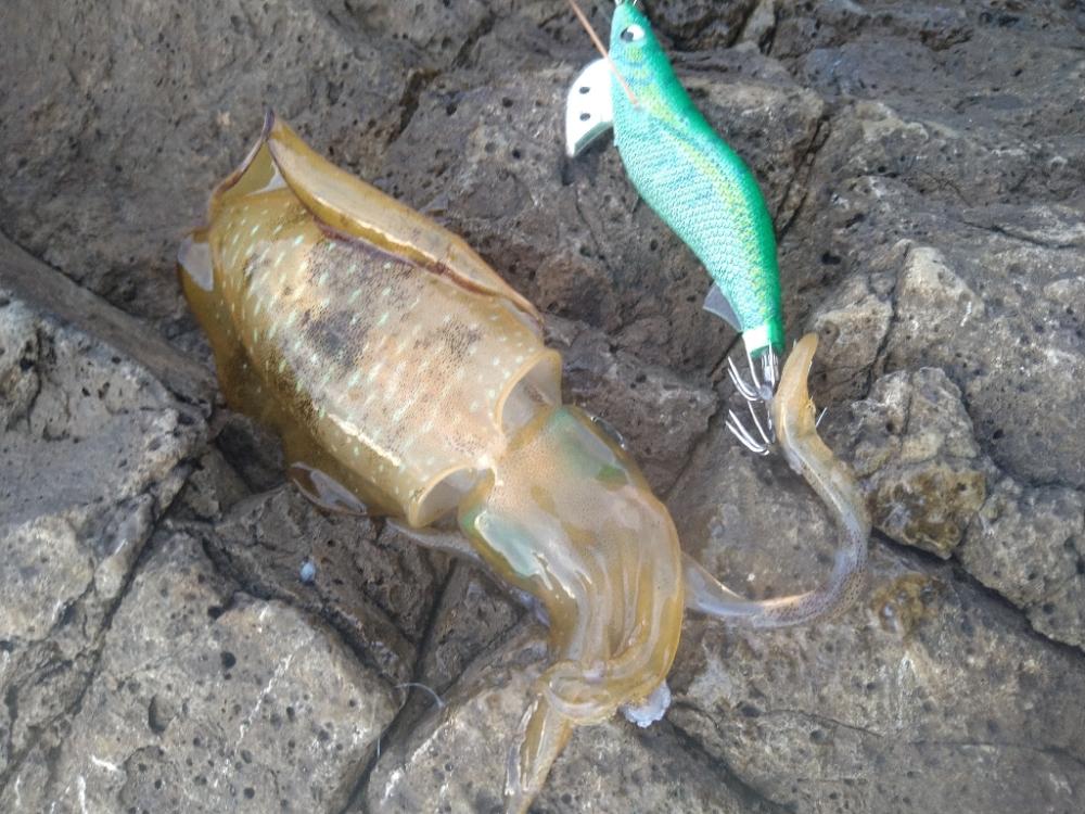 明るくなってからが本番