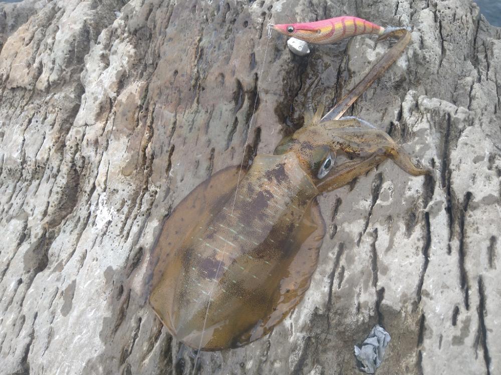 デイロックエギング