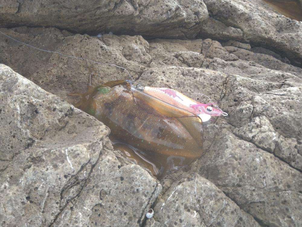 デイロックでカマシング