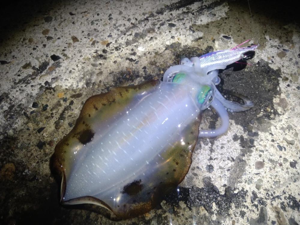 夜中のテトラ帯で逆潮エギング