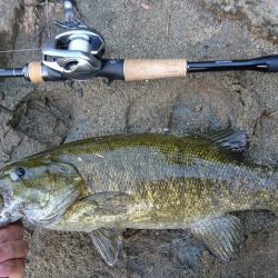 午後より数釣り