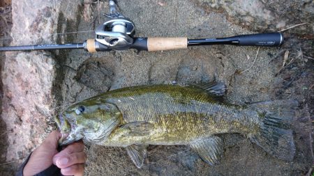 午後より数釣り