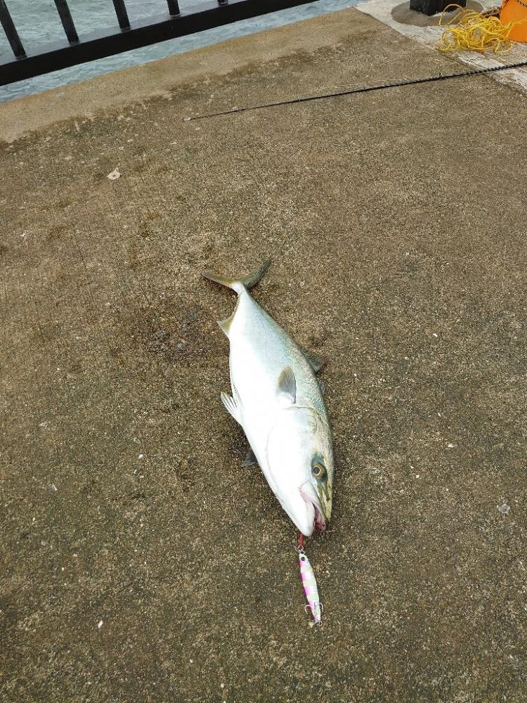 ハマチとサゴシ