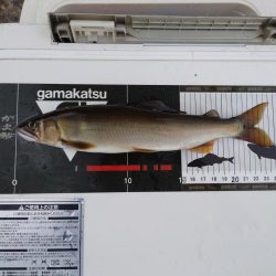 シーズン終盤の匹見川