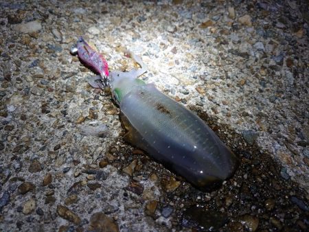 アオリイカシーズン開幕!