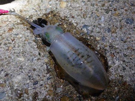 アオリイカを狙って