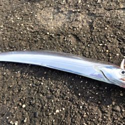 シーバスとイカ