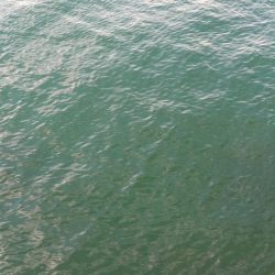 サゴシフィーバー