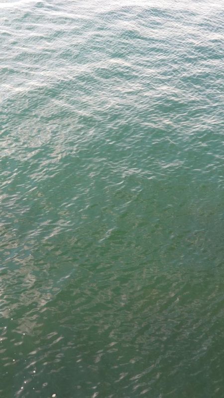 サゴシフィーバー