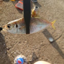 エビ撒き釣りチャレンジ Part.5からの…