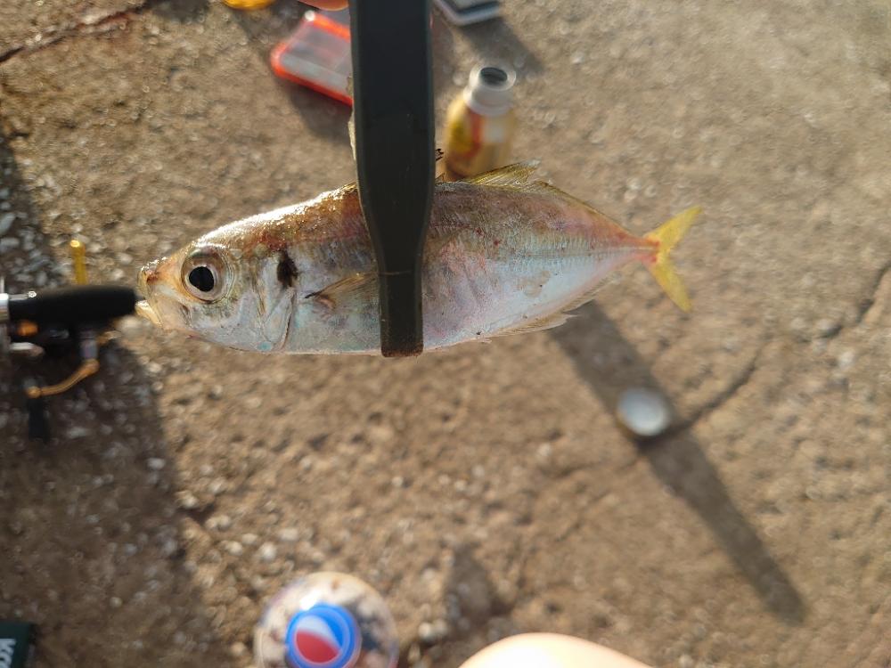 エビ撒き釣りチャレンジ Part.5からのアジング🎣