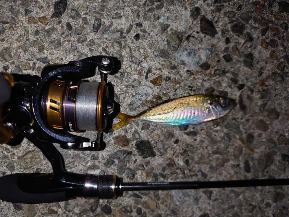 初心者アジング🎣