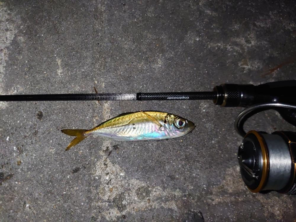 アジング🎣