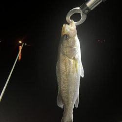 フリーリグ炸裂