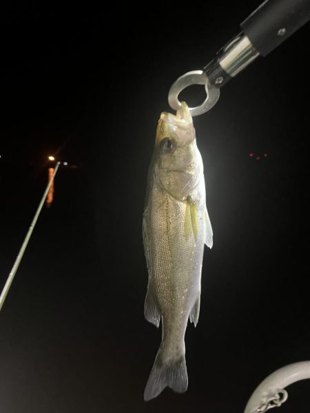 フリーリグ炸裂