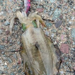 2023 佐渡ヶ島カヤックエギング 5回目【9月6日】