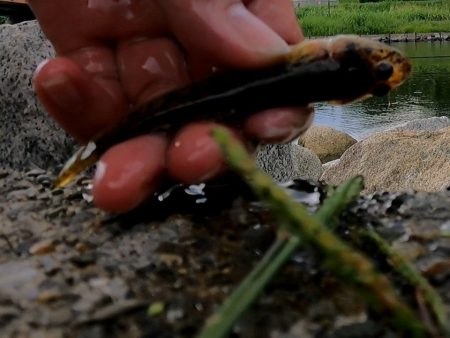 旧中川　ようやく1束釣れる