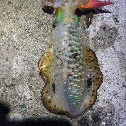 2023 佐渡ヶ島エギング 18回目【9月26日】