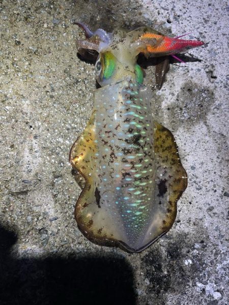 2023 佐渡ヶ島エギング 18回目【9月26日】