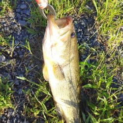 初めてブラックバス釣りました(^^)