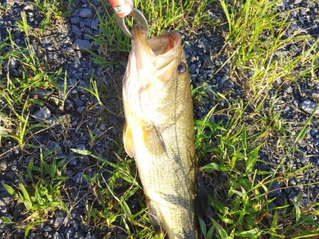 初めてブラックバス釣りました(^^)