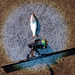 セイゴ24cmを3匹