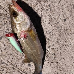 セイゴ一匹　トップで(^^)