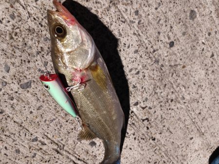 セイゴ一匹　トップで(^^)