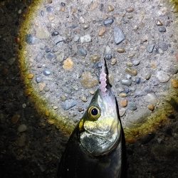 セイゴ7匹(18～24cm)