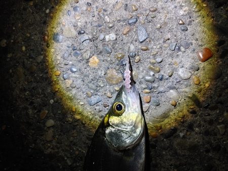 セイゴ7匹(18～24cm)