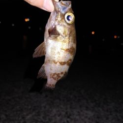 エギングとアジング