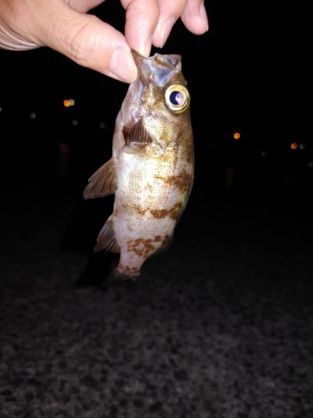 エギングとアジング