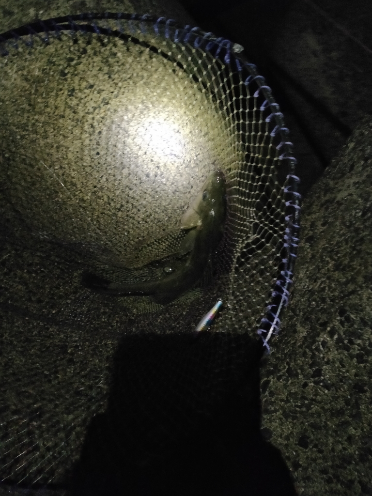 久々のでかいシーバス