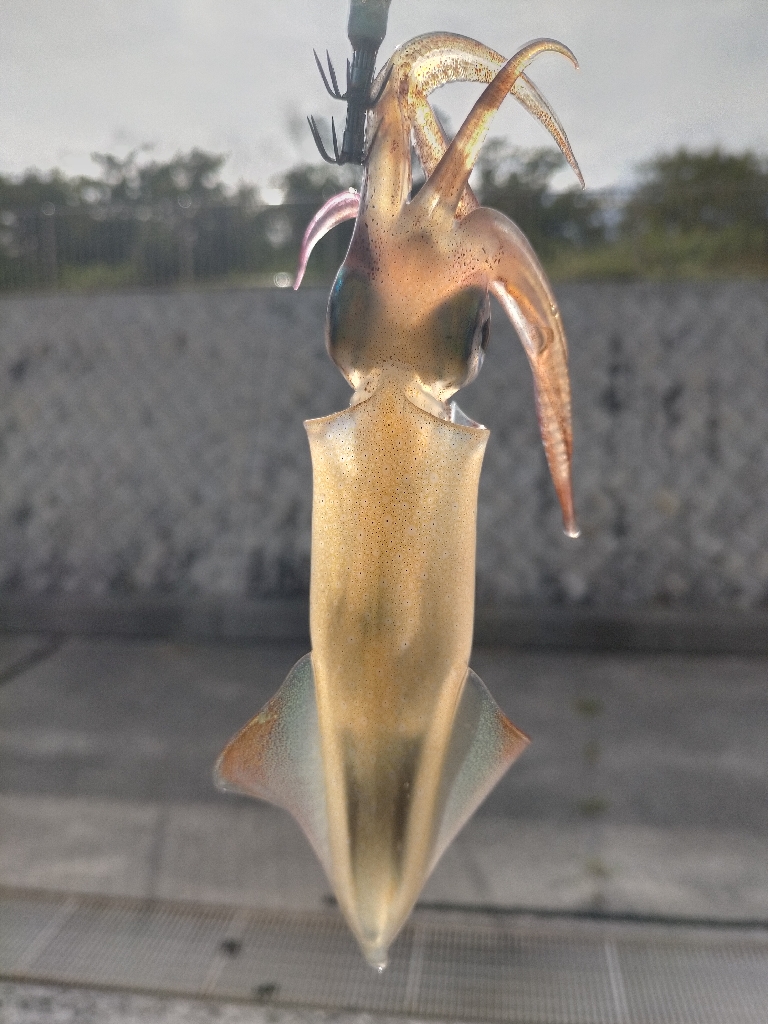 朝からエギング