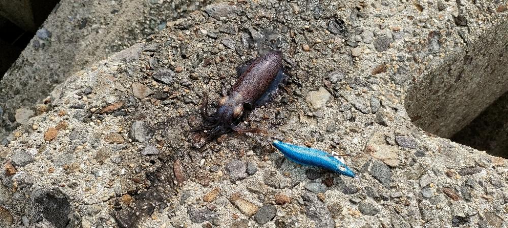 エギ＆チニング