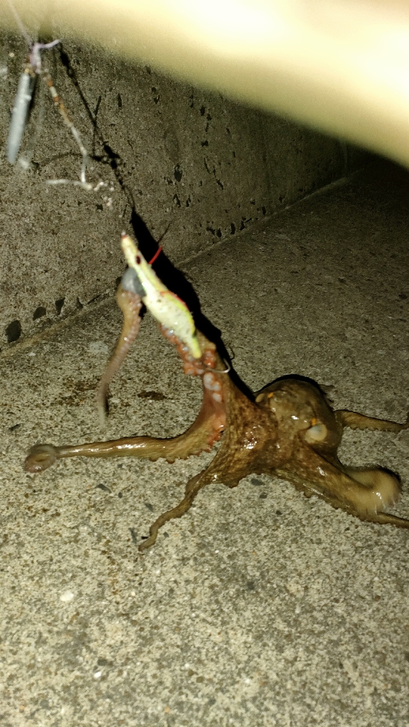 チニング、タコ