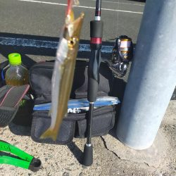 アオリの新子調査